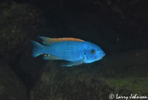 Labeotropheus trewavasae 'Boadzulu Island'